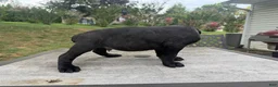 Cane Corso dogs for sale: Blue collar  - Ad 3