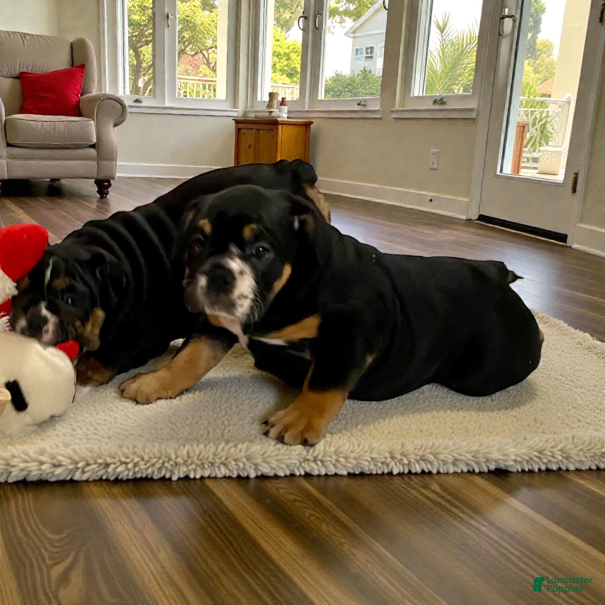 English Bulldog dogs Raven - Ad 42