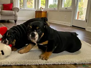 English Bulldog dogs Raven - Ad 42