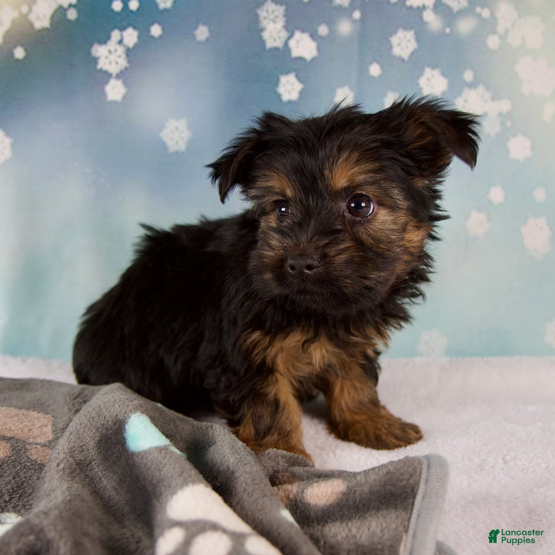 Yorkshire Terrier dogs for sale: Luna - Ad 5