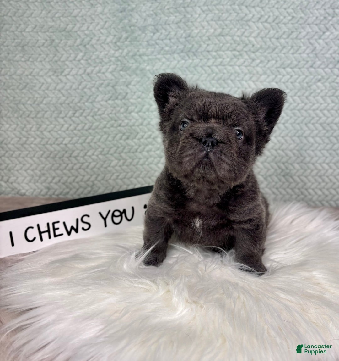 French Bulldog dogs for sale: Sonny - Ad 5