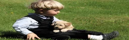 Miniature Poodle dogs for sale: Millie - Ad 3