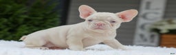 French Bulldog dogs for sale: Queen - Ad 2