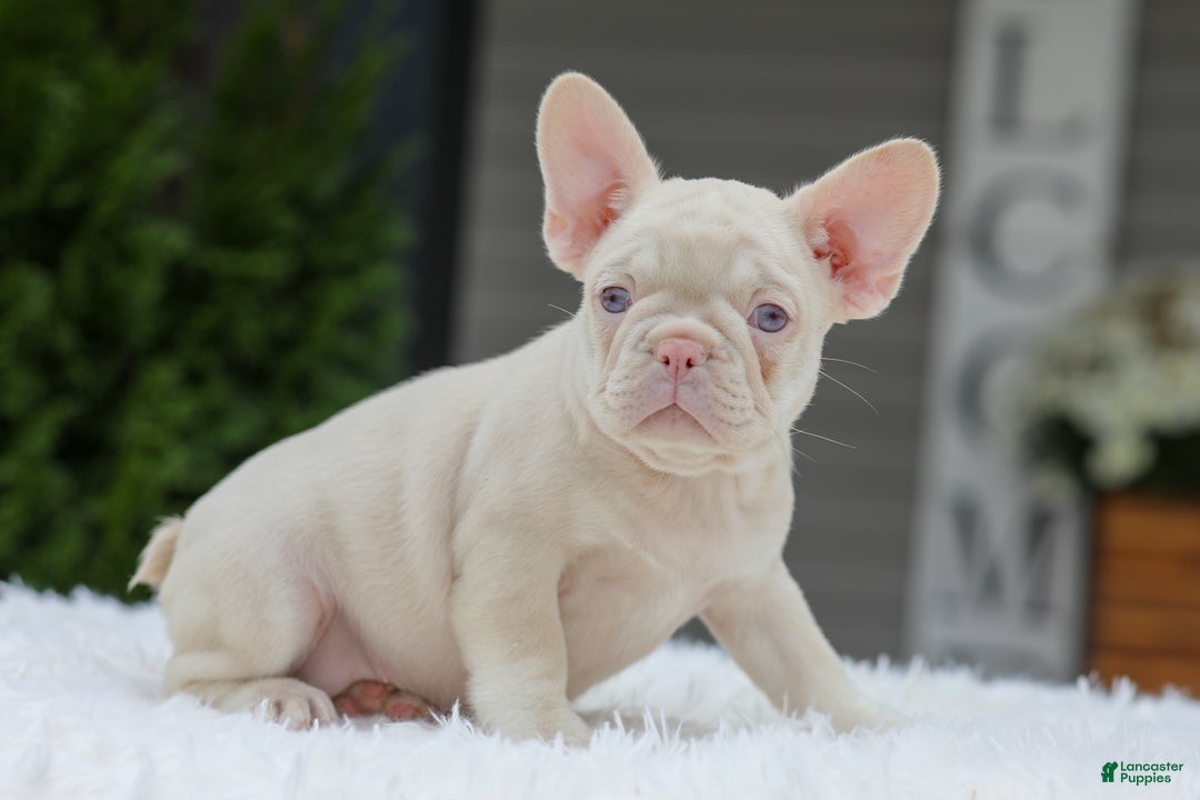 French Bulldog dogs for sale: Queen - Ad 2