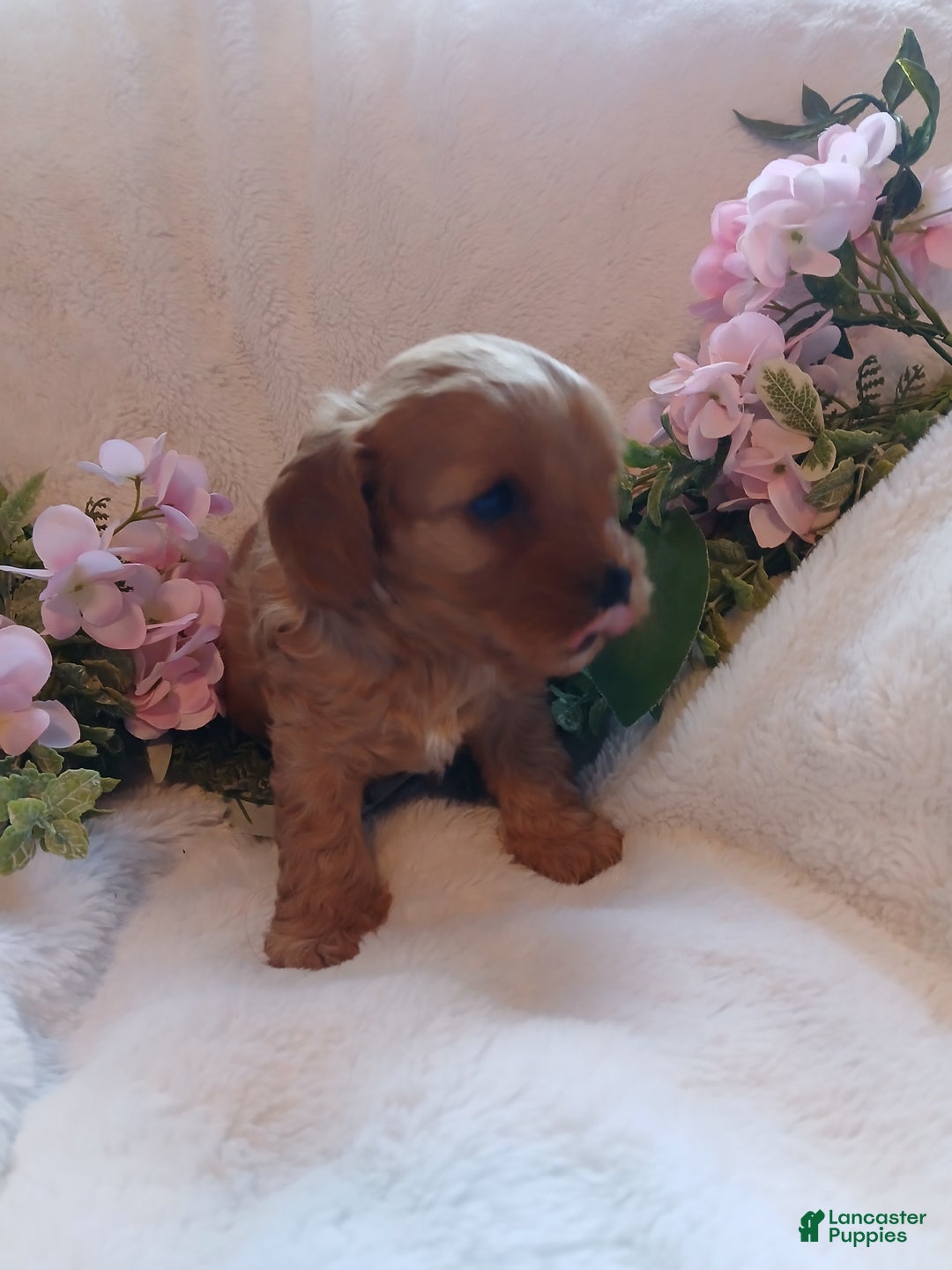 Cavapoo dogs for sale: Cathy - Ad 6