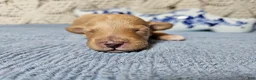Mini Goldendoodle dogs for sale: Tarragon - Ad 7