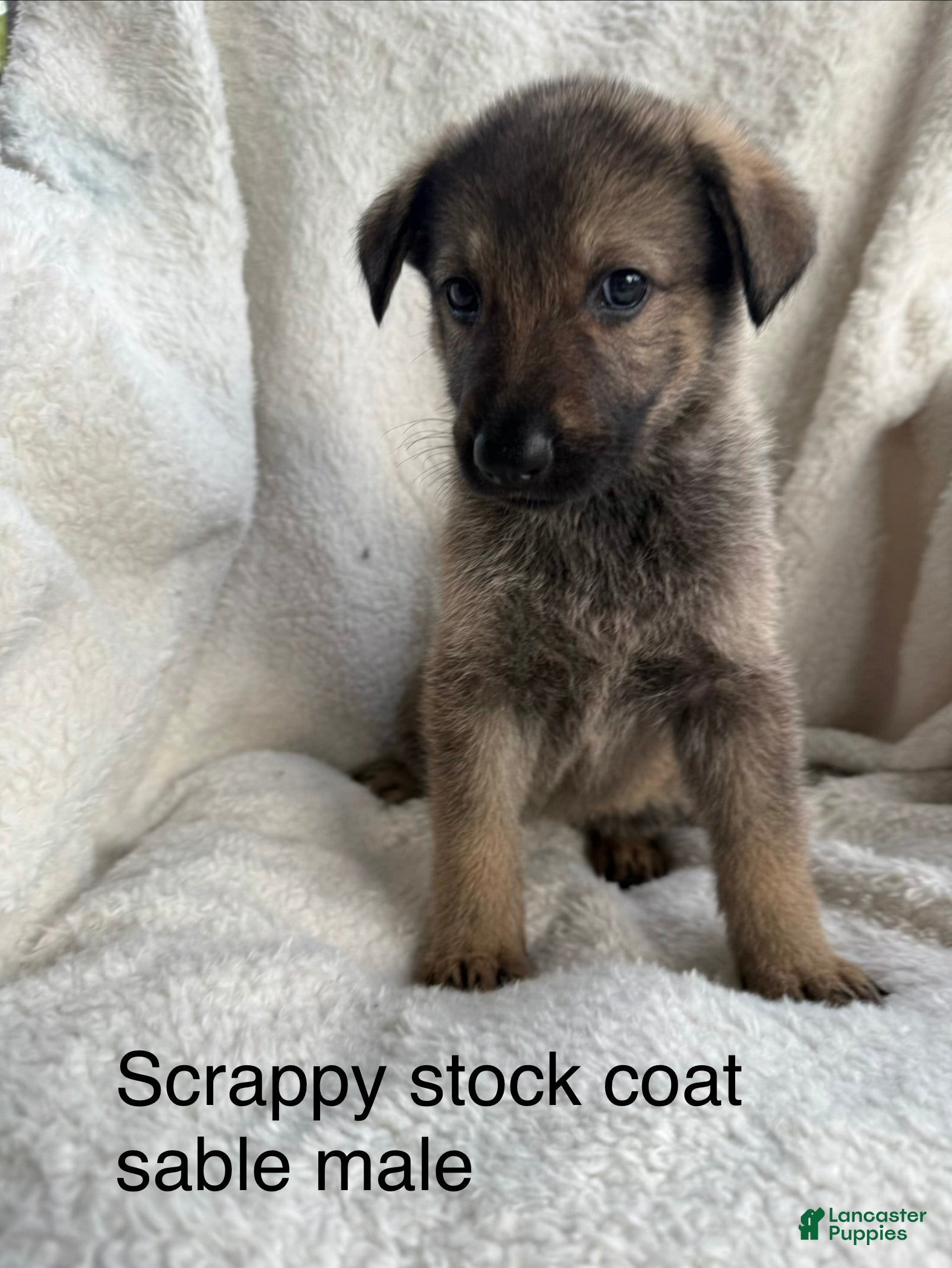 German Shepherd dogs Scrappy  - Ad 2