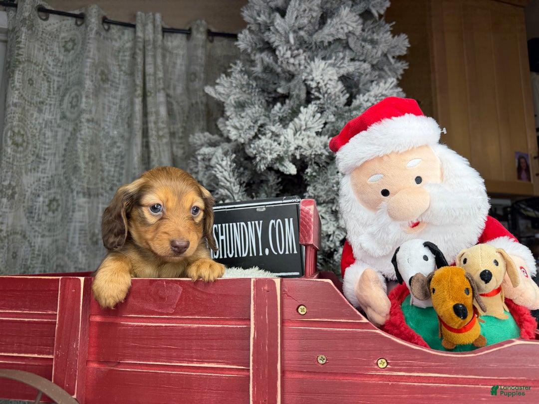 Miniature Dachshund dogs for sale: Green eyes- South african - Ad 9