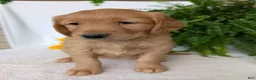 Golden Retriever dogs for sale: Honey  - Ad 6