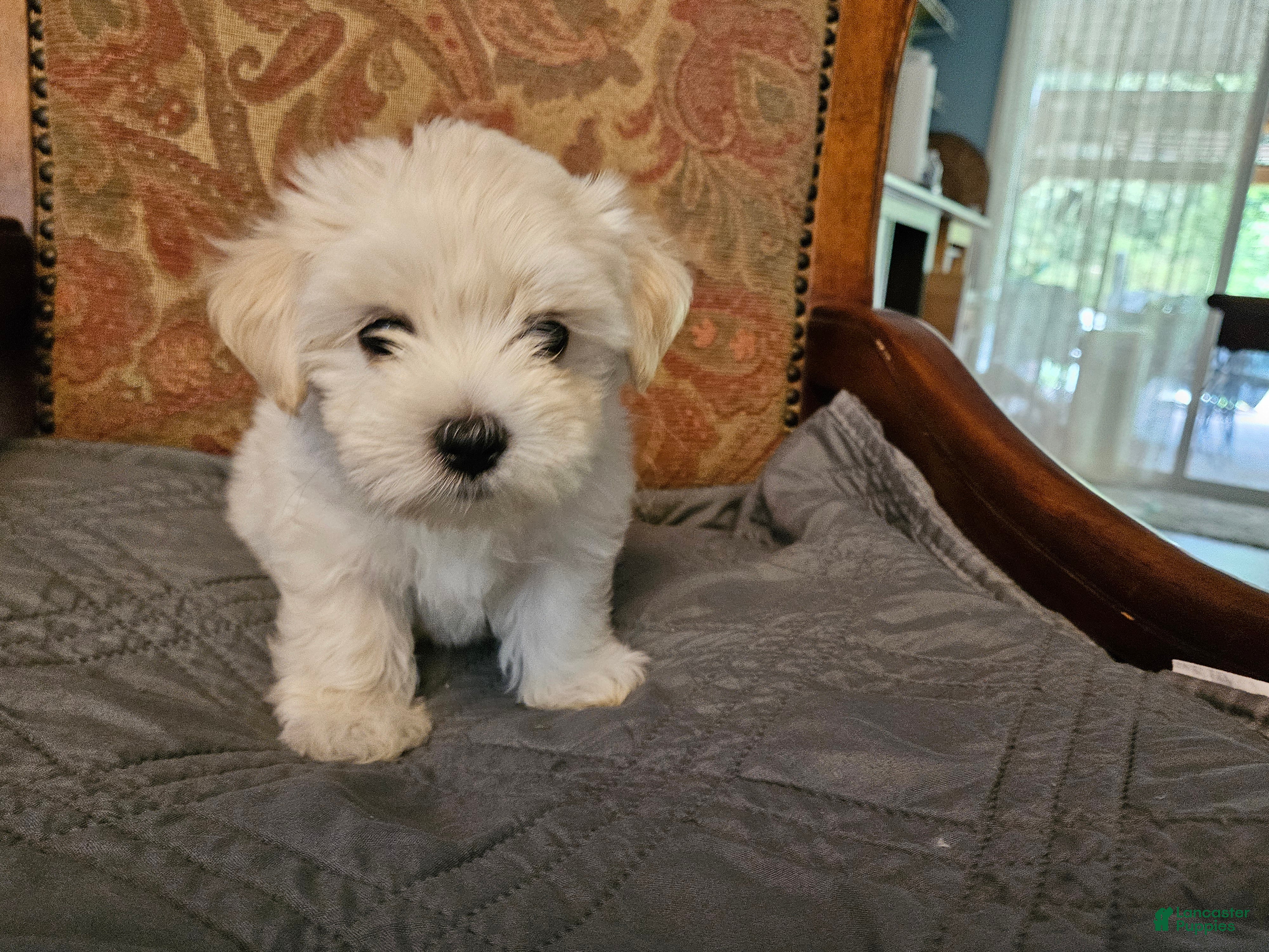 Morkie dogs Morkie 3 - Ad 1