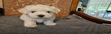Morkie 3