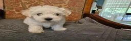 Morkie dogs for sale: Morkie 3 - Ad 1
