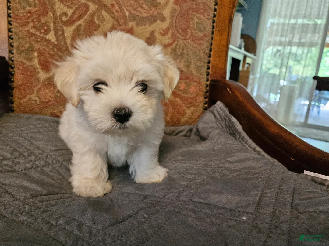 Morkie dogs for sale: Morkie 3 - Ad 1