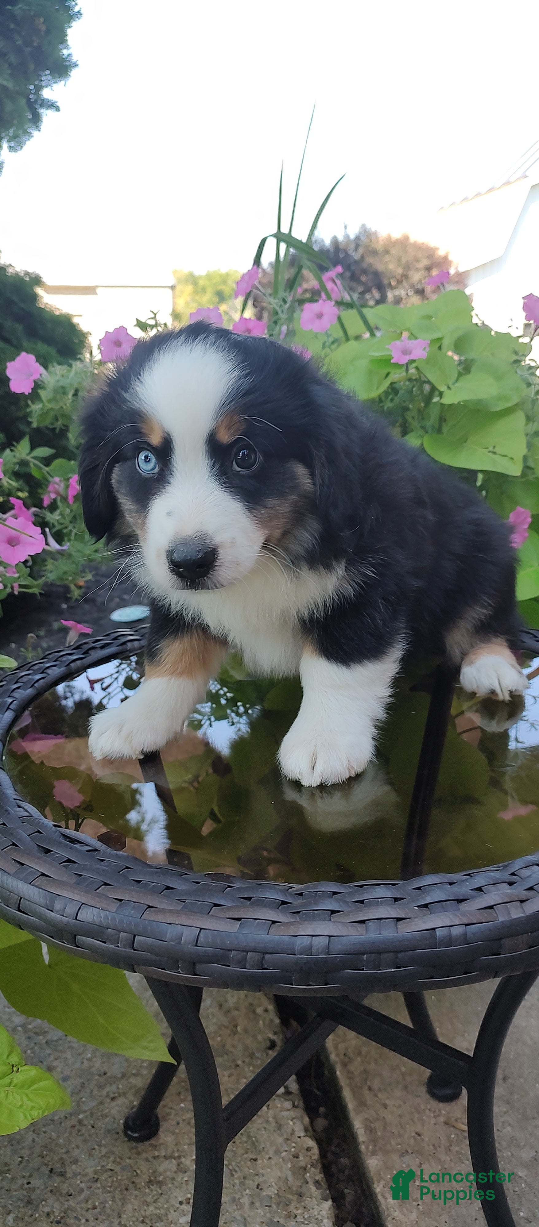 Miniature Australian Shepherd dogs Buster - Ad 2