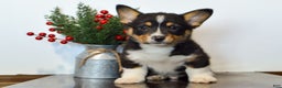 Welsh Corgi Pembroke dogs for sale: Jax - Ad 4