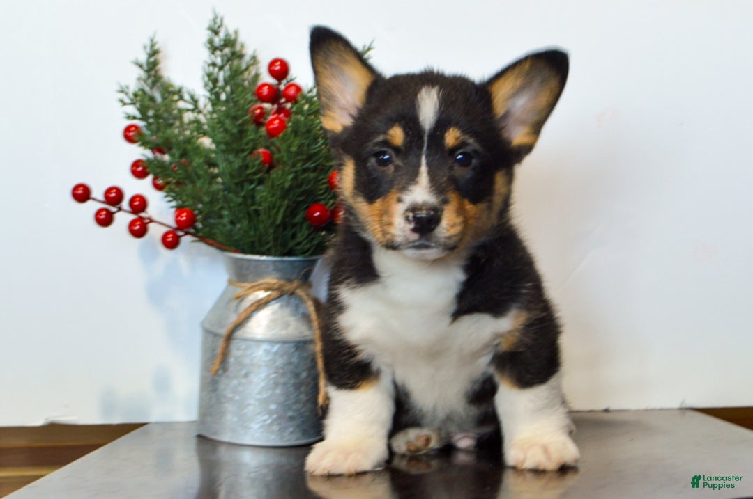 Welsh Corgi Pembroke dogs for sale: Jax - Ad 4
