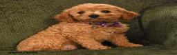 Cavapoo dogs for sale: Irene - Ad 2