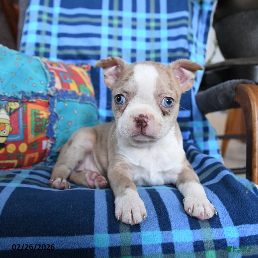 Boston Terrier dogs Quinn - Ad 1