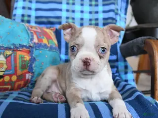 Boston Terrier dogs for sale: Quinn - Ad 1
