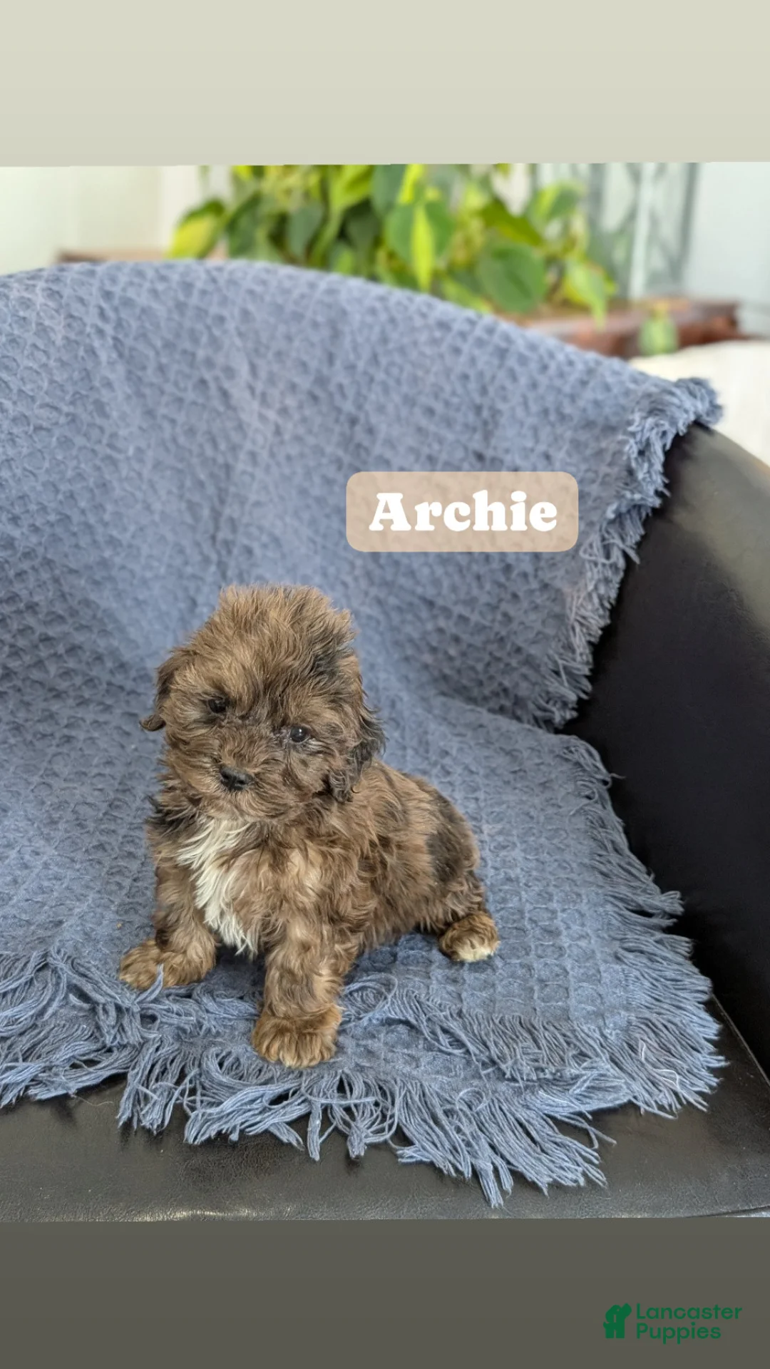 Cockapoo dogs for sale: Tiny Angelina  - Ad 11