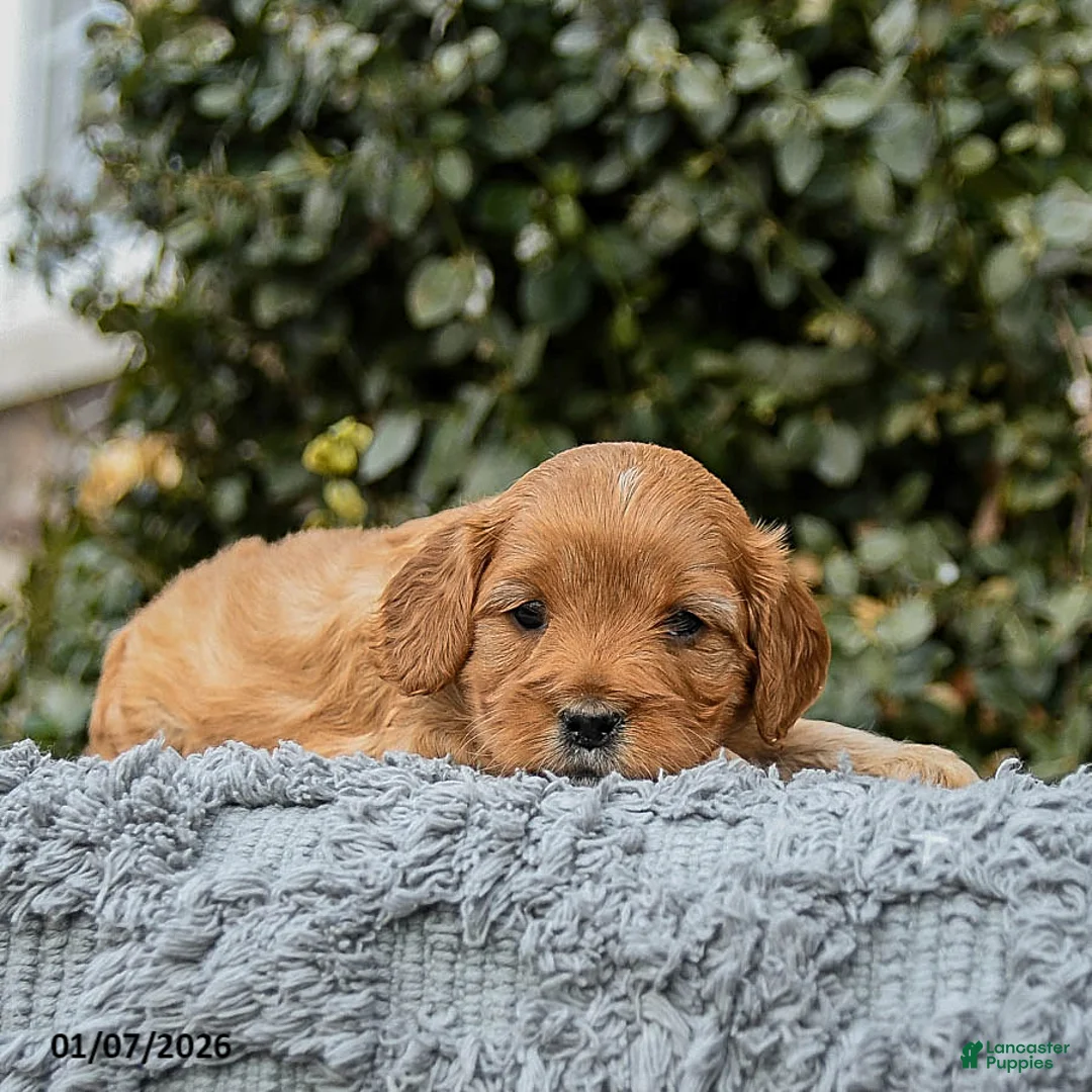 Cavapoo dogs for sale: Mighty - Ad 1