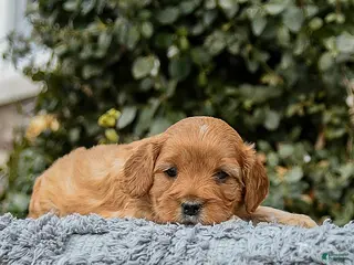 Cavapoo dogs Mighty - Ad 14