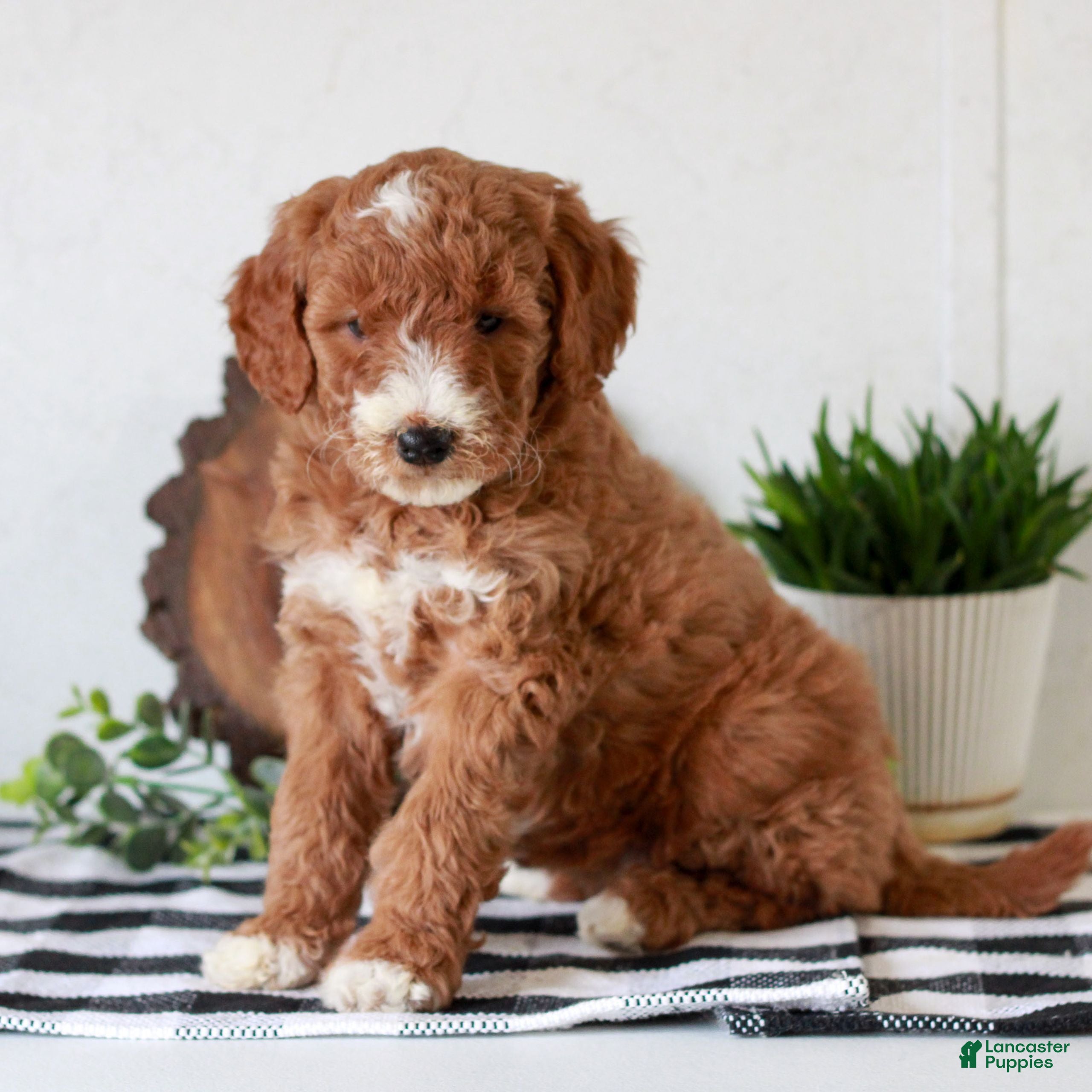 Mini Goldendoodle dogs Abby  - Ad 1