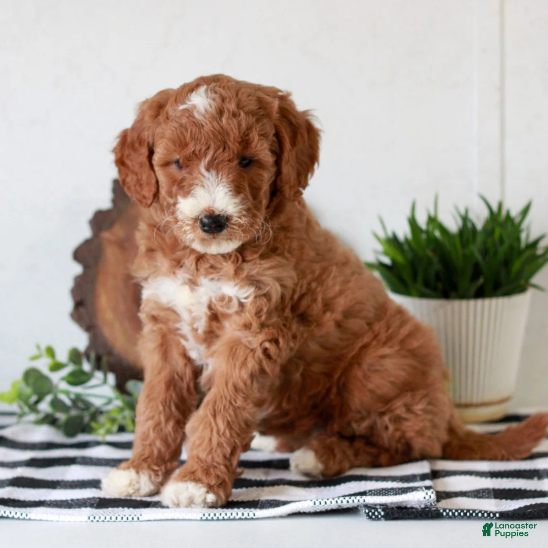 Mini Goldendoodle dogs for sale: Abby  - Ad 1