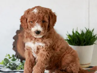 Mini Goldendoodle dogs for sale: Abby - Ad 4
