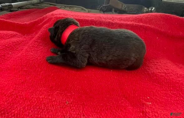 Mixed Breed dogs Pink female  - Ad 2