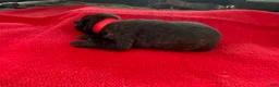 Mixed Breed dogs for sale: Female Puppy 2 - Ad 5