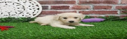 Golden Retriever dogs for sale: Nora - Ad 5