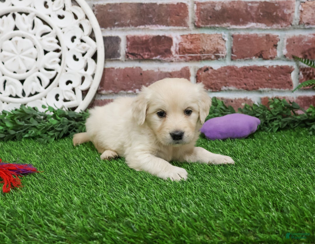 Golden Retriever dogs for sale: Nora - Ad 5
