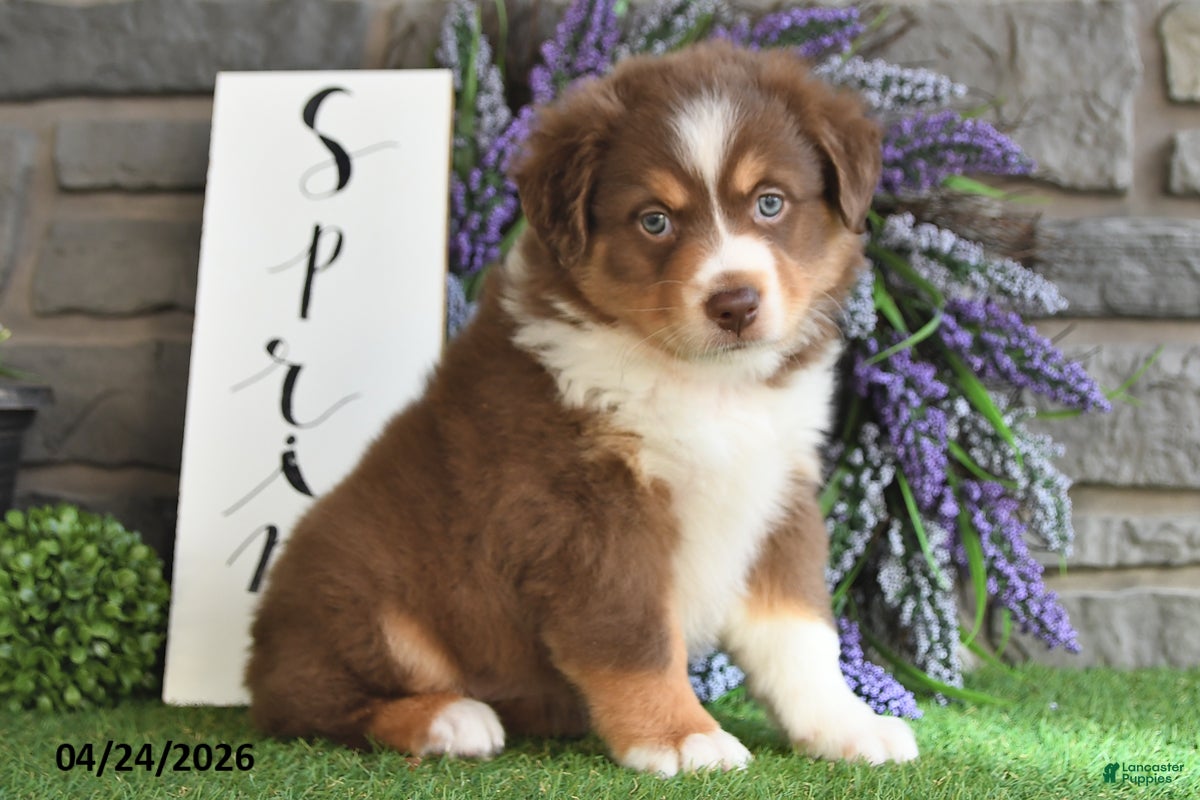 Australian Shepherd dogs Rayne - Ad 1