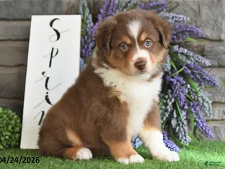 Australian Shepherd dogs for sale: Rayne - Ad 4