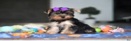 Yorkshire Terrier dogs for sale: Lucy - Ad 7