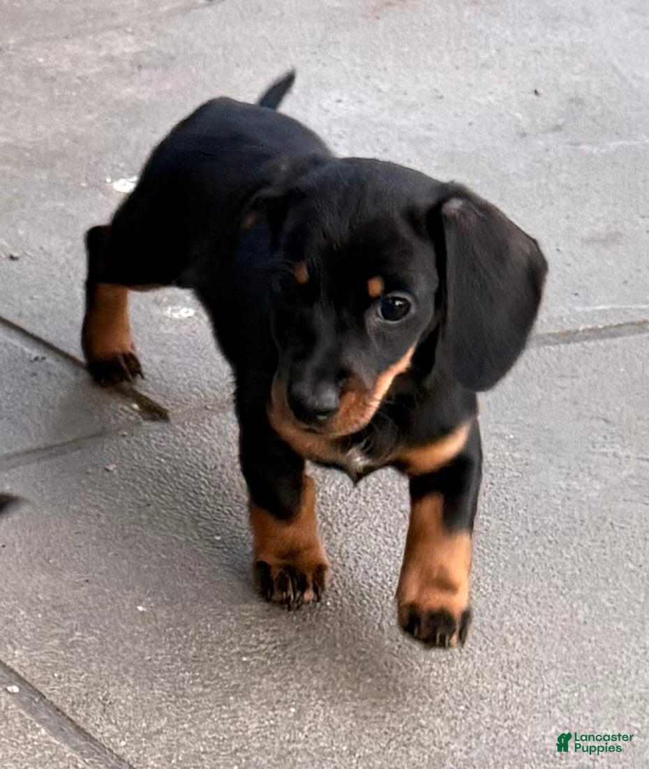 Dachshund dogs Dachshund Puppy 3 - Ad 37