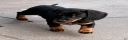 Dachshund dogs for sale: Dachshund Puppy 3 - Ad 3