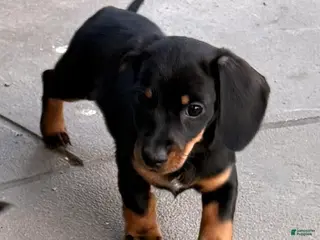 Dachshund dogs Dachshund Puppy 3 - Ad 19