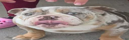 English Bulldog dogs for sale: English Bulldog 1 - Ad 10