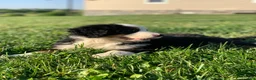 Bernese Mountain Dog dogs for sale: Alaska  - Ad 16