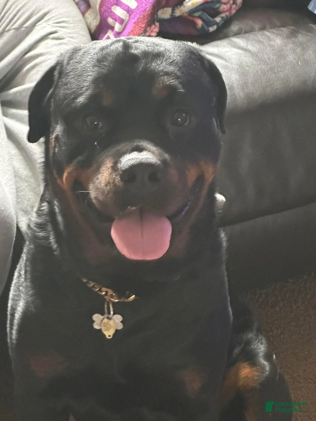 Rottweiler dogs for sale: Rottweiler Puppy 10 - Ad 6