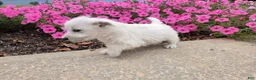 West Highland Terrier dogs for sale: Parker - Ad 9