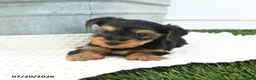 Yorkshire Terrier dogs for sale: Lucky - Ad 2