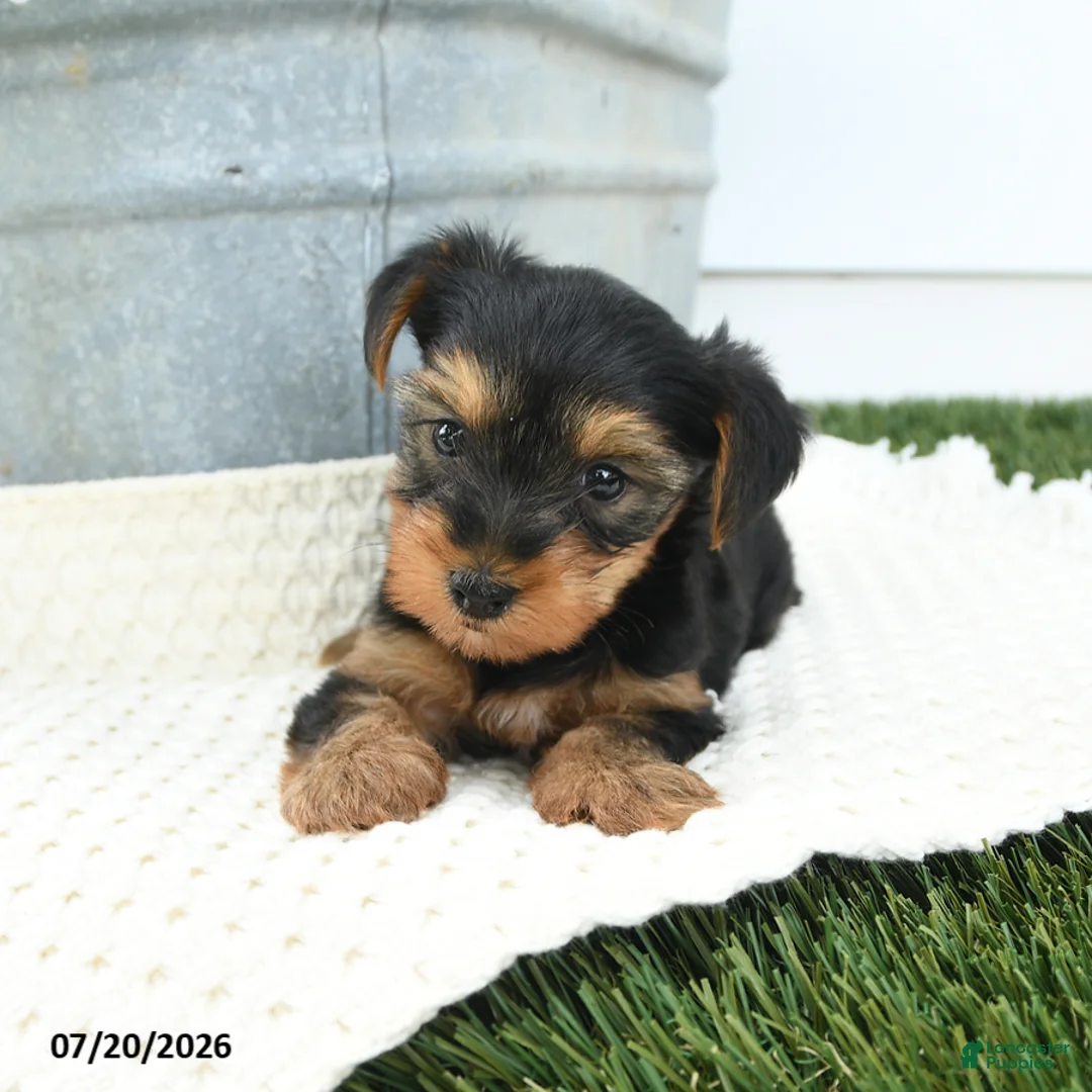 Yorkshire Terrier dogs for sale: Lucky - Ad 2