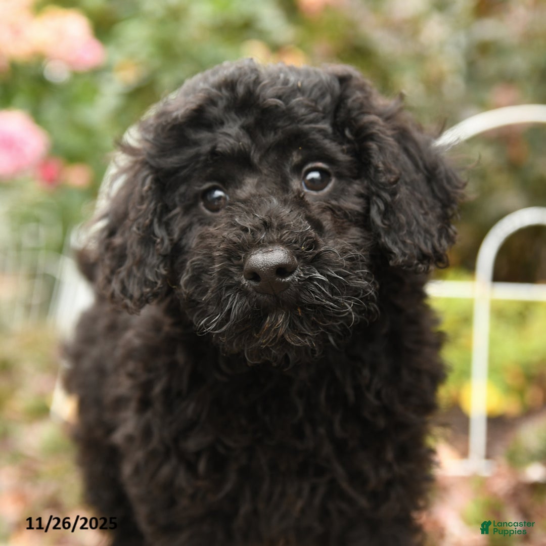 Toy Poodle dogs for sale: Saba - Ad 5