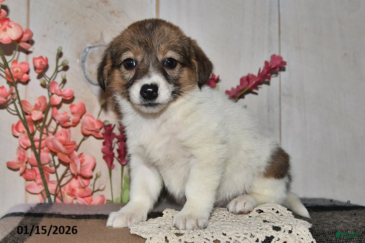 Mixed Breed dogs Missy - Ad 2