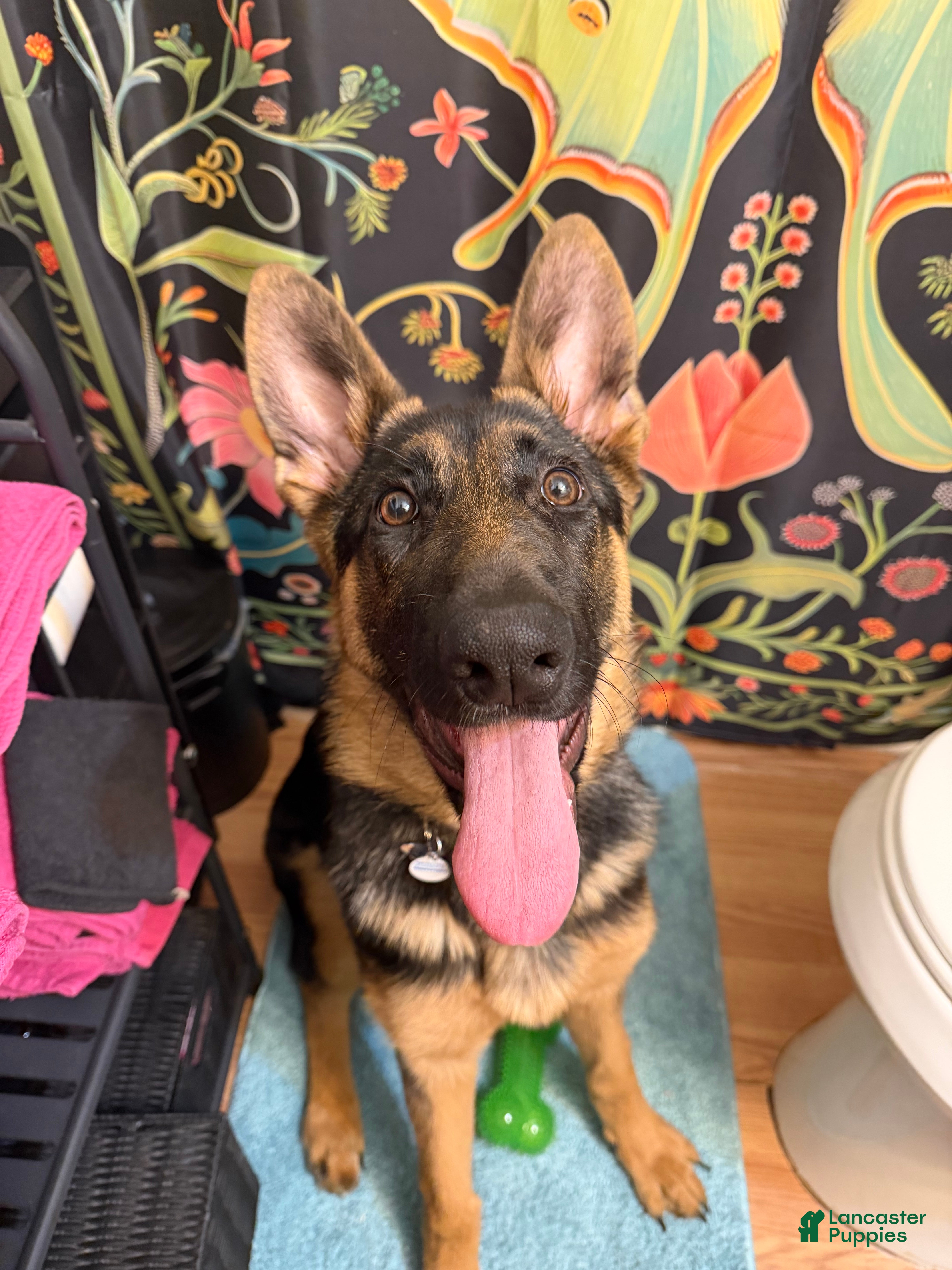 German Shepherd dogs for sale: 6 month old female German Shepherd  - Ad 1
