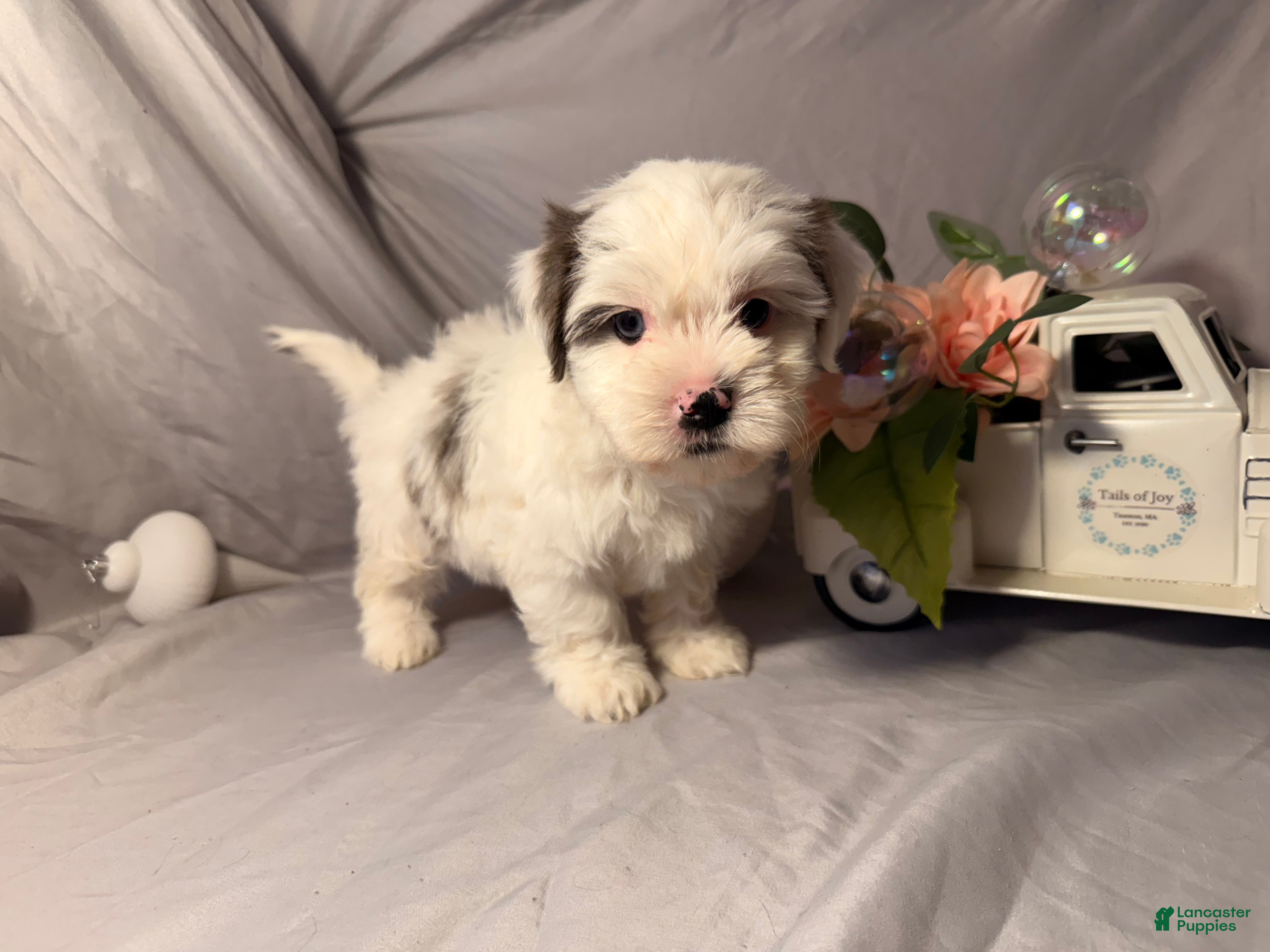 Yorkshire Terrier dogs Monte - Ad 37