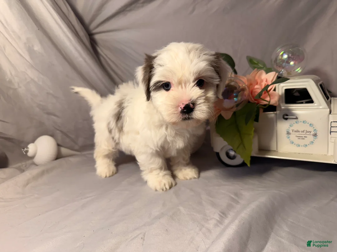 Yorkshire Terrier dogs for sale: Monte - Ad 1